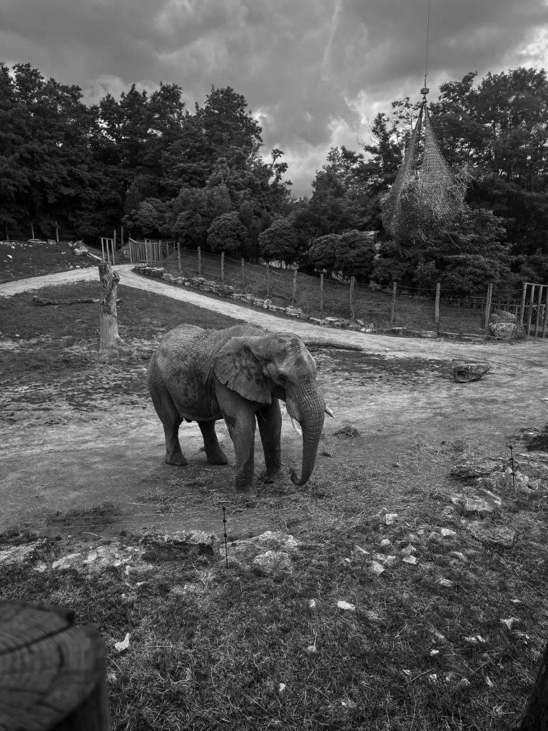 Éléphant dans son enclos au Zoo de Beauval, cadre du séminaire d’un groupe bancaire organisé par Weevup