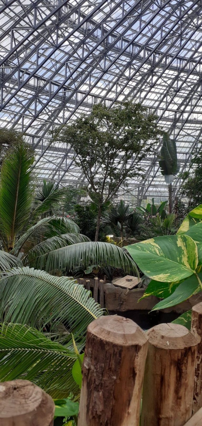 Palmiers et plantes tropicales sous la verrière du Zoo de Beauval, pendant le séminaire d’un groupe bancaire organisé par Weevup