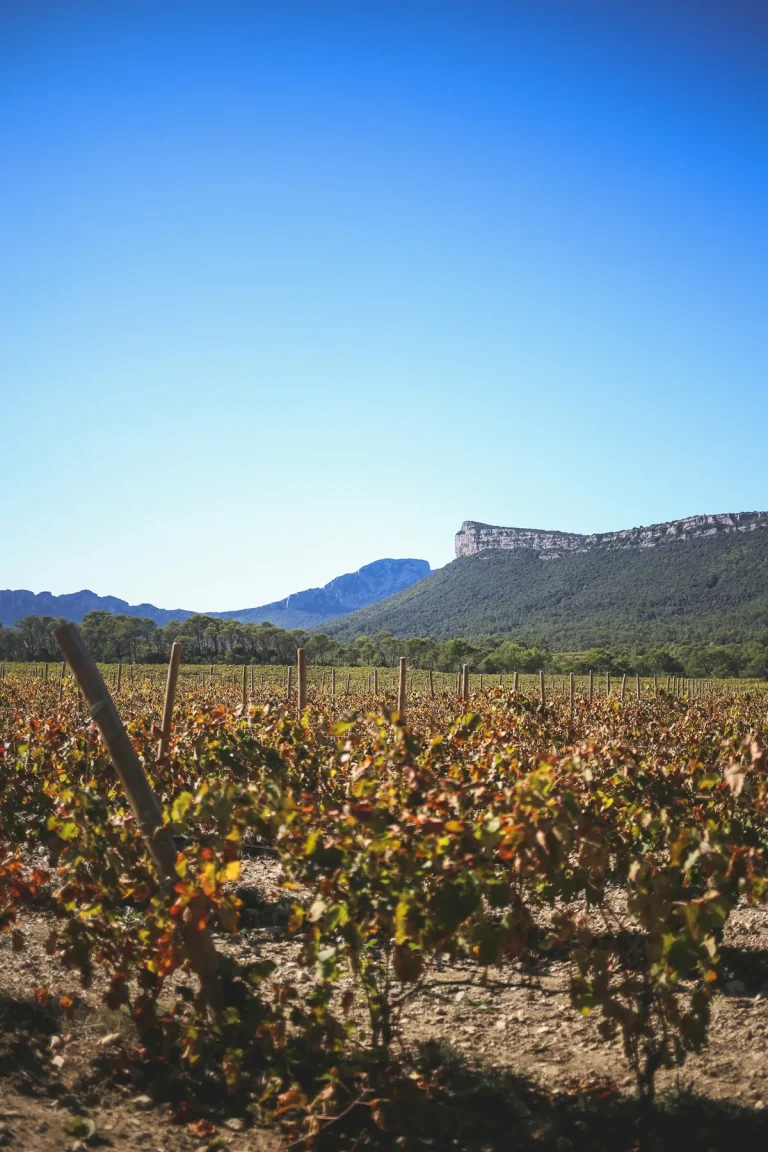 Vignes aux couleurs d’automne entre le Pic Saint-Loup et la falaise de l’Hortus, au nord de Montpellier