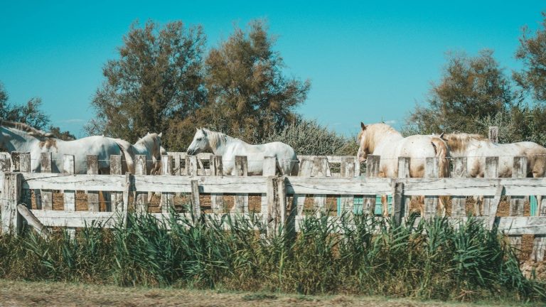 Chevaux blancs de Camargue derrière une clôture en bois