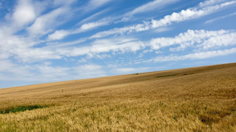 Champs de blé vallonnés sous un ciel bleu à Mervilla, au sud-est de Toulouse