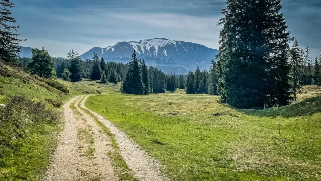Un chemin de terre à travers une prairie et des sapins sur les plateaux du Vercors, avec un sommet à l’horizon