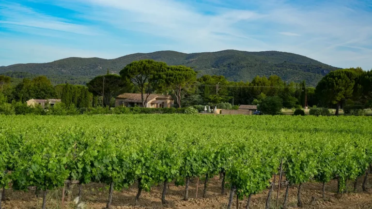 Rangs de vigne devant un mas aux toits de tuiles, entre pins parasols et cyprès, au pied de collines boisées