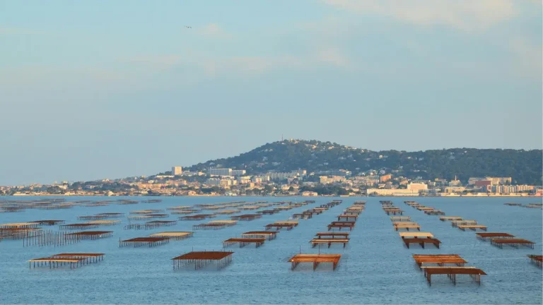 Les tables des parcs à huîtres de l’étang de Thau, à Bouzigues, avec le mont Saint-Clair de Sète à l’horizon