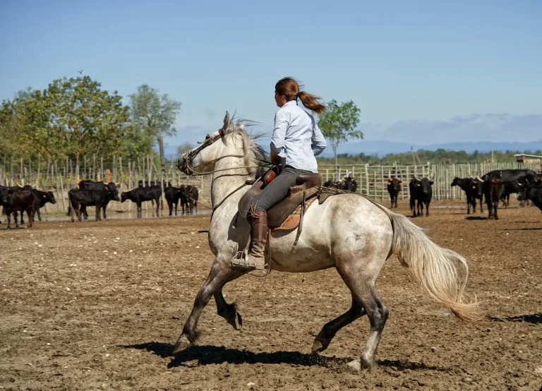 Une cavalière sur un cheval blanc devant un troupeau de taureaux noirs, dans une manade d’Aigues-Mortes, en Camargue