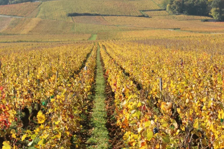 Rangs de vigne aux feuilles jaunies en automne, sous un ciel bleu