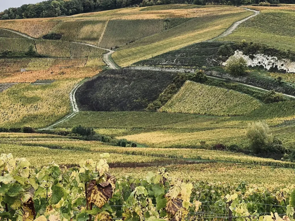 Coteaux de vignes en parcelles et chemins blancs au-dessus d’Aÿ-Champagne, sous la forêt, au début de l’automne
