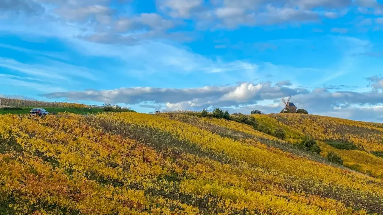 Coteaux de vignes dorées à l’automne et moulin de Verzenay, sur la Montagne de Reims, sous un ciel bleu