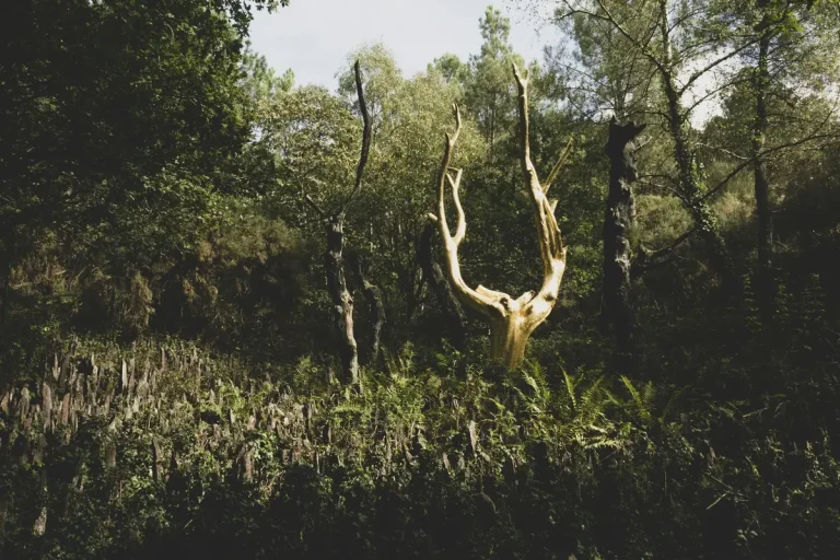 L’Arbre d’Or, tronc doré au milieu de la végétation, en forêt de Brocéliande, à Paimpont